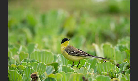 Maskenstelze (Motacilla flava feldegg)