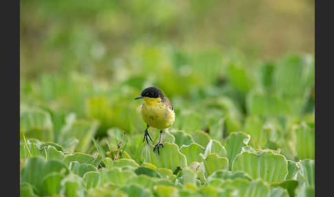 Maskenstelze (Motacilla flava feldegg)