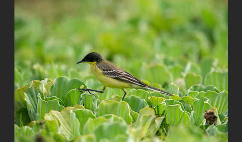 Maskenstelze (Motacilla flava feldegg)