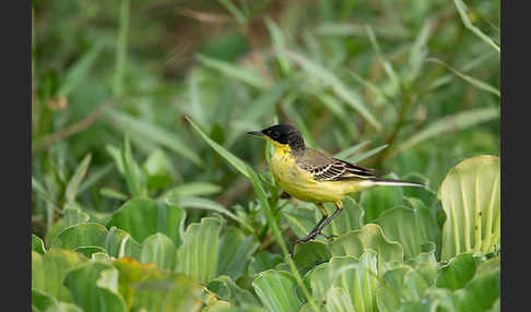 Maskenstelze (Motacilla flava feldegg)