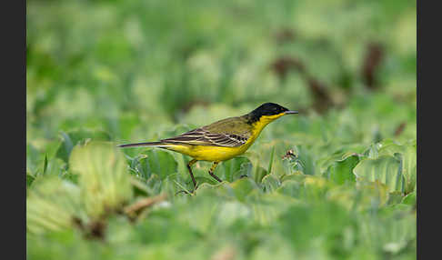 Maskenstelze (Motacilla flava feldegg)