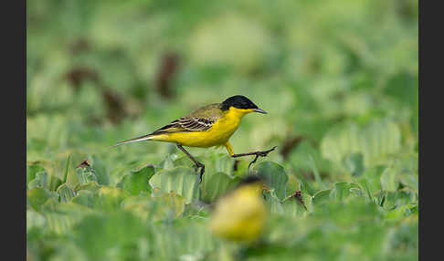 Maskenstelze (Motacilla flava feldegg)