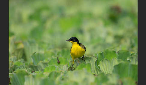 Maskenstelze (Motacilla flava feldegg)