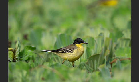 Maskenstelze (Motacilla flava feldegg)