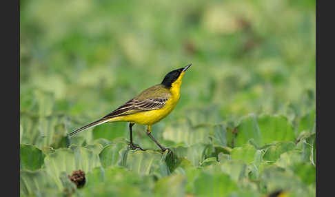 Maskenstelze (Motacilla flava feldegg)