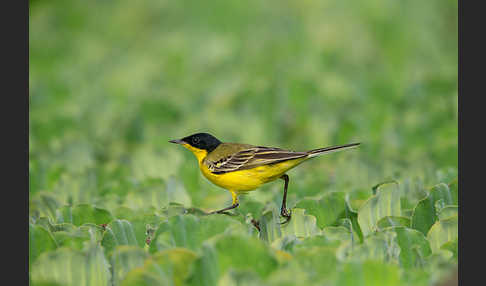 Maskenstelze (Motacilla flava feldegg)