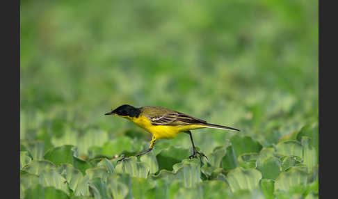 Maskenstelze (Motacilla flava feldegg)