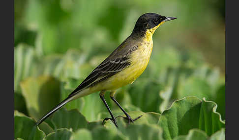 Maskenstelze (Motacilla flava feldegg)