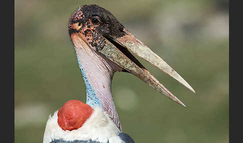 Marabu (Leptoptilos crumiferus)