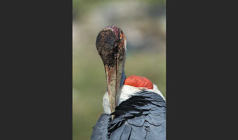 Marabu (Leptoptilos crumiferus)