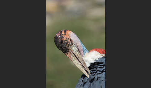 Marabu (Leptoptilos crumiferus)