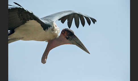 Marabu (Leptoptilos crumiferus)