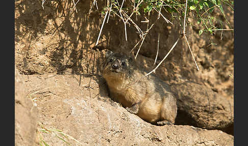 Klippschliefer (Procavia capensis)