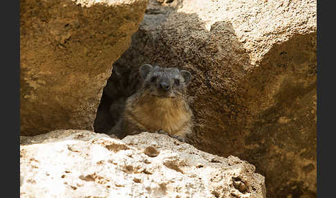 Klippschliefer (Procavia capensis)