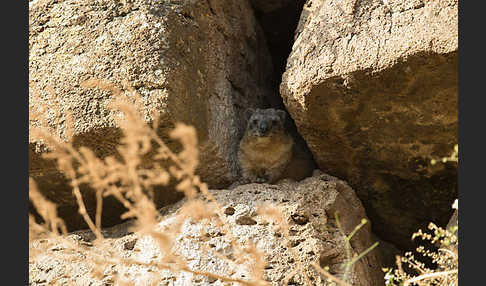 Klippschliefer (Procavia capensis)