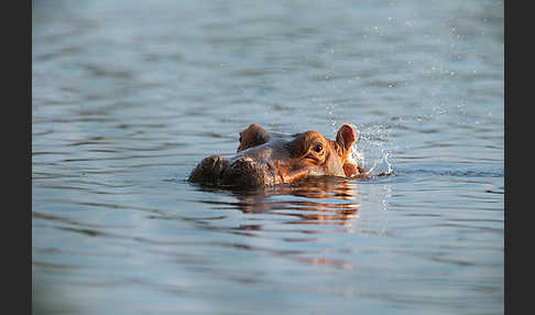 Flusspferd (Hippopotamus amphibius)