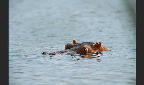 Flusspferd (Hippopotamus amphibius)