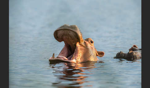 Flusspferd (Hippopotamus amphibius)