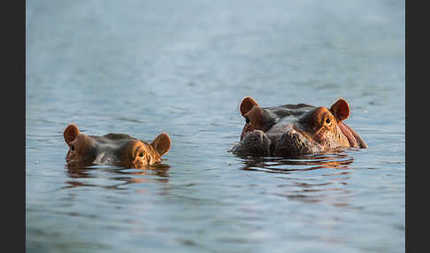 Flusspferd (Hippopotamus amphibius)