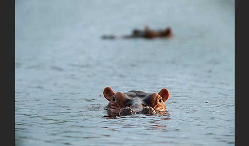 Flusspferd (Hippopotamus amphibius)