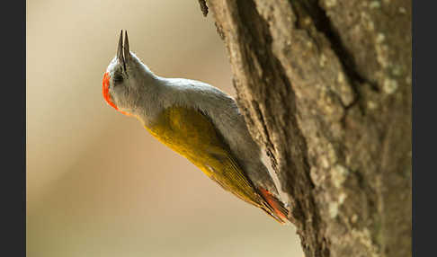 Graukopfspecht (Dendropicos spodocephalus)