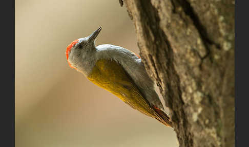 Graukopfspecht (Dendropicos spodocephalus)