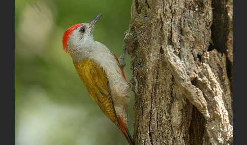 Graukopfspecht (Dendropicos spodocephalus)