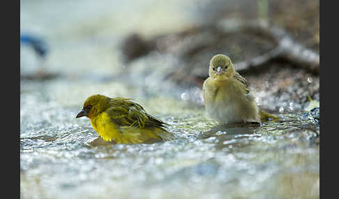 Gilbweber (Ploceus galbula)