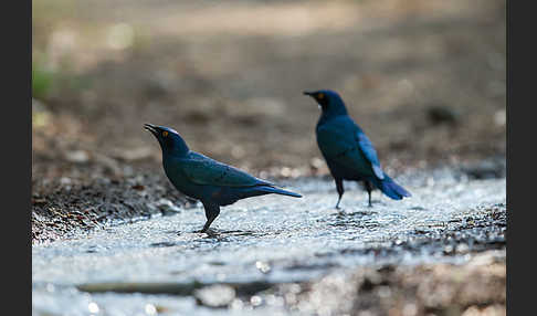 Grünschwanz-Glanzstar (Lamprotornis chalybaeus)