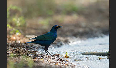 Grünschwanz-Glanzstar (Lamprotornis chalybaeus)