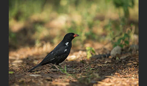 Büffelweber (Bubalornis niger)