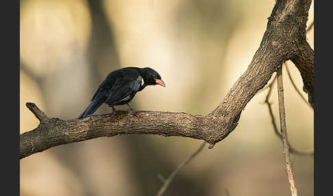 Büffelweber (Bubalornis niger)