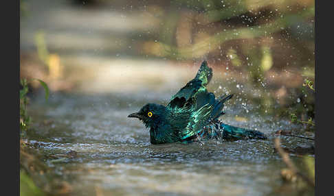 Grünschwanz-Glanzstar (Lamprotornis chalybaeus)