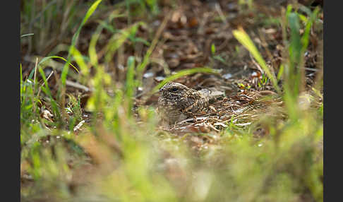 Kurzschleppen-Nachtschwalbe (Caprimulgus clarus)