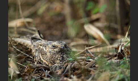 Kurzschleppen-Nachtschwalbe (Caprimulgus clarus)