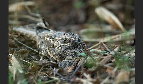 Kurzschleppen-Nachtschwalbe (Caprimulgus clarus)