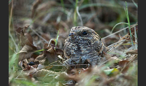 Kurzschleppen-Nachtschwalbe (Caprimulgus clarus)