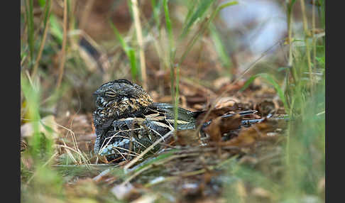 Kurzschleppen-Nachtschwalbe (Caprimulgus clarus)