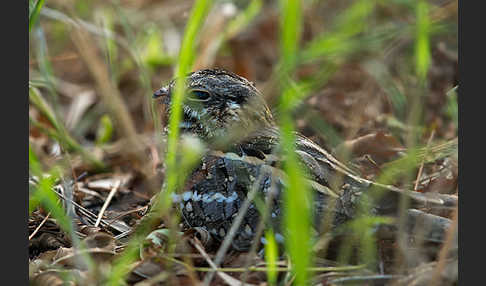 Kurzschleppen-Nachtschwalbe (Caprimulgus clarus)