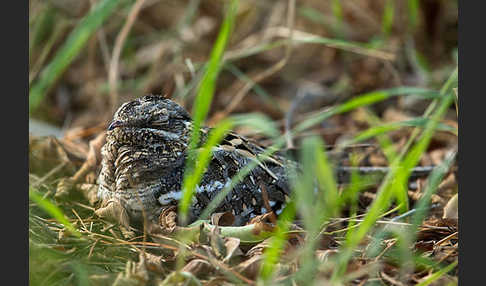 Kurzschleppen-Nachtschwalbe (Caprimulgus clarus)