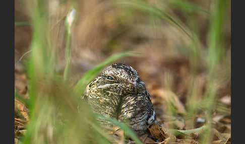 Kurzschleppen-Nachtschwalbe (Caprimulgus clarus)