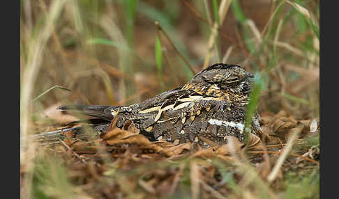 Kurzschleppen-Nachtschwalbe (Caprimulgus clarus)