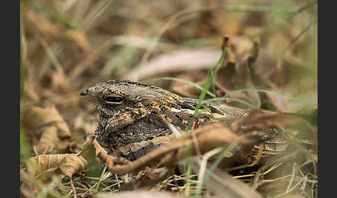 Kurzschleppen-Nachtschwalbe (Caprimulgus clarus)