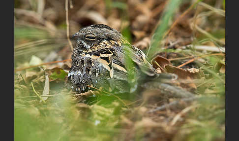 Kurzschleppen-Nachtschwalbe (Caprimulgus clarus)