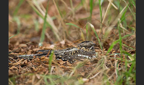 Kurzschleppen-Nachtschwalbe (Caprimulgus clarus)