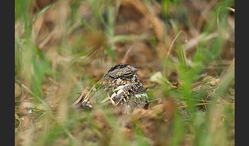 Kurzschleppen-Nachtschwalbe (Caprimulgus clarus)