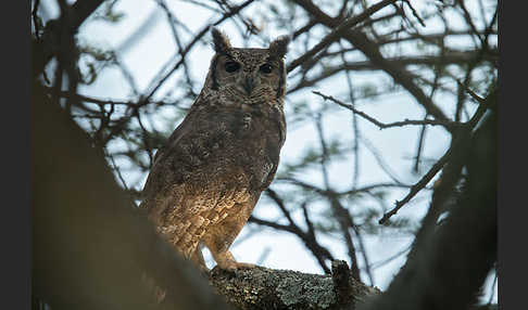 Grauuhu (Bubo cinerascens)