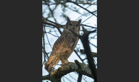 Grauuhu (Bubo cinerascens)