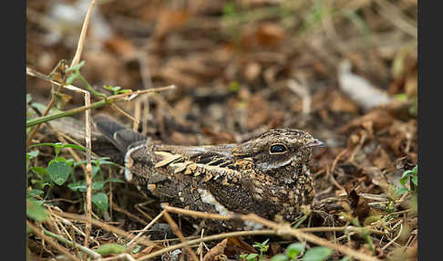 Kurzschleppen-Nachtschwalbe (Caprimulgus clarus)