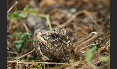 Kurzschleppen-Nachtschwalbe (Caprimulgus clarus)